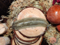 Preview: Veronicella sloanei "Pancake Slug"